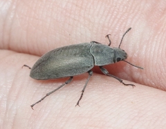 Lobometopon fusiforme