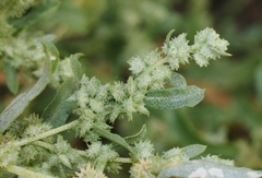 Atriplex elegans