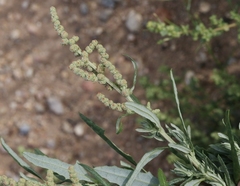 Atriplex elegans