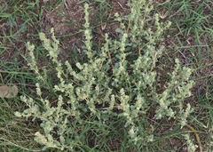 Atriplex elegans
