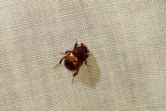 Odonteus