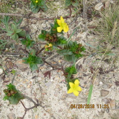 Hypericum mexicanum