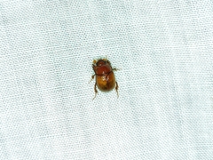 Odonteus