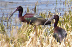 Plegadis chihi × Plegadis falcinellus
