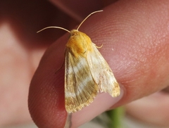 Schinia miniana