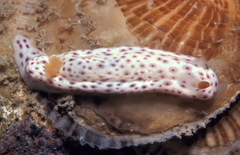 Chromodoris aspersa