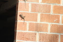 Sceloporus cyanogenys