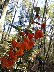 Berberis trigona