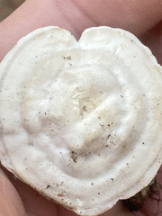 Microporellus dealbatus