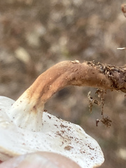 Microporellus dealbatus