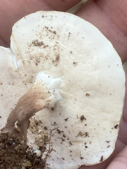 Microporellus dealbatus