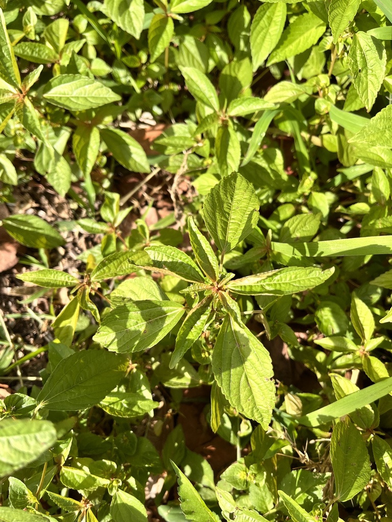 Asian Copperleaf from Brendale on November 17, 2021 at 0717 AM by