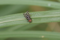 Pterotaenia fasciata