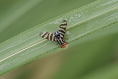Pterotaenia fasciata