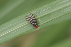 Pterotaenia fasciata