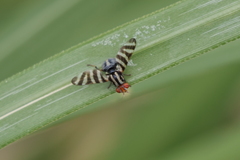 Pterotaenia fasciata