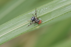 Pterotaenia fasciata