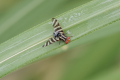 Pterotaenia fasciata