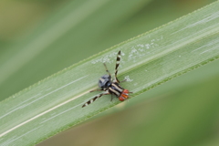 Pterotaenia fasciata