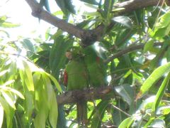 Psittacara chloropterus