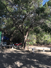 Simarouba berteroana