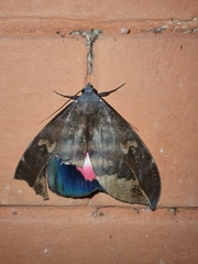 Phyllodes consobrina