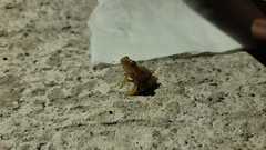 Chalcorana chalconota