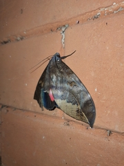 Phyllodes consobrina