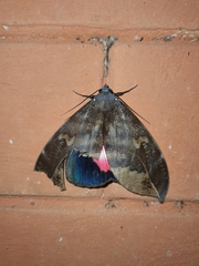 Phyllodes consobrina