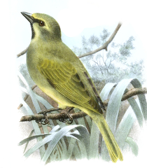 Gough Finch photo 2
