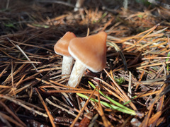 Cortinarius obtusus