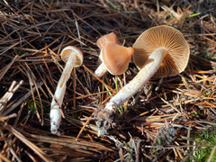 Cortinarius obtusus
