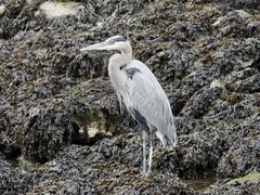 Ardea herodias