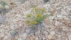 Lomatium junceum