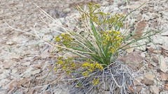 Lomatium junceum
