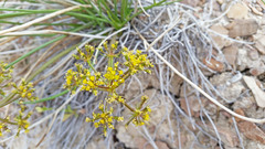 Lomatium junceum