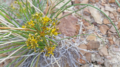Lomatium junceum