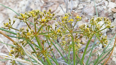 Lomatium junceum