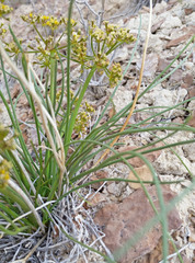 Lomatium junceum