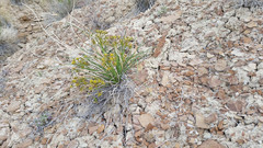 Lomatium junceum