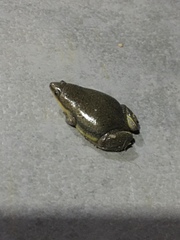 Elachistocleis bicolor