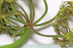 Lomatium junceum