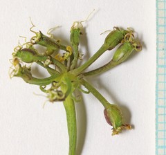 Lomatium junceum