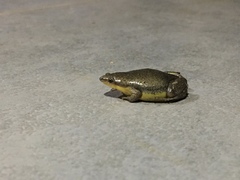 Elachistocleis bicolor