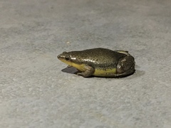 Elachistocleis bicolor