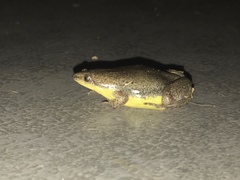 Elachistocleis bicolor