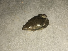 Elachistocleis bicolor