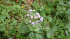 Ageratum conyzoides