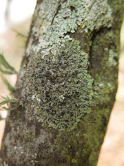 Phaeophyscia hirtella
