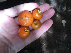 Campomanesia xanthocarpa